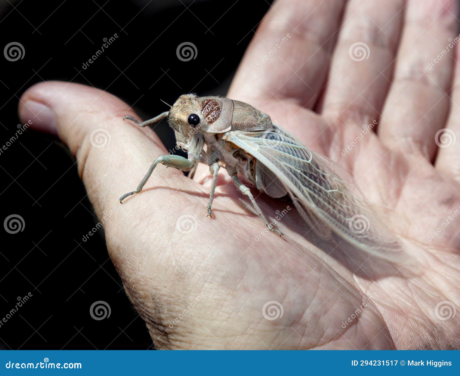 cicada emerges after hibernation